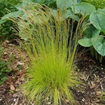 Щучка ТАТРА ГОЛД извилистая в Лиде