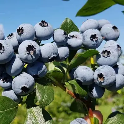 Голубика НЕЛЬСОН в Лиде