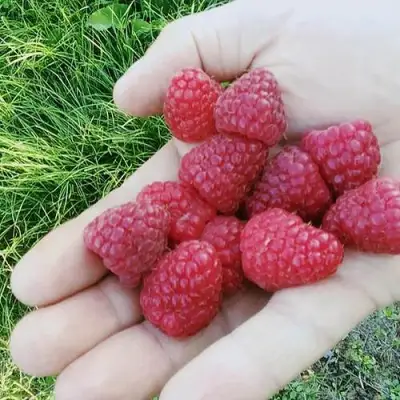 Малина ПОЛЬКА (ПОЛКА) в Лиде