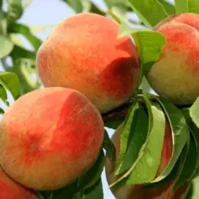 Персик ВАРДЕНИ в Лиде