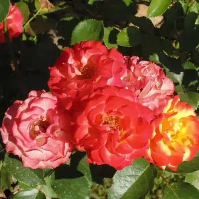 Роза ТАЙФУН спрей в Лиде