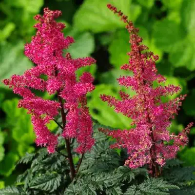 Астильба МУЛЕН РУЖ курчавая в Лиде