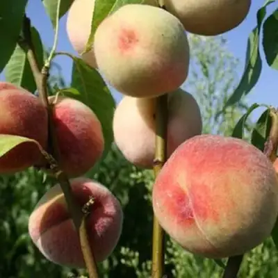 Персик ДОНЕЦКИЙ БЕЛЫЙ в Лиде