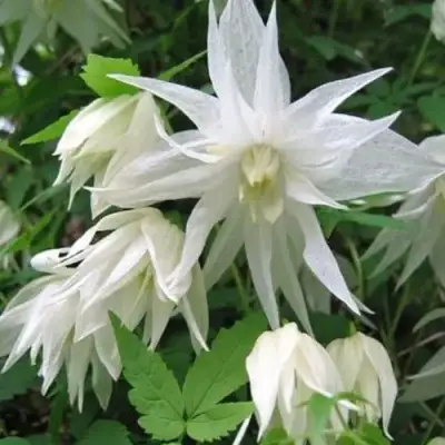 Княжик АЛЬБИНА ПЛЕНА белый махровый в Лиде