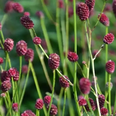 Кровохлебка ЧОКОЛАТ ТИП в Лиде