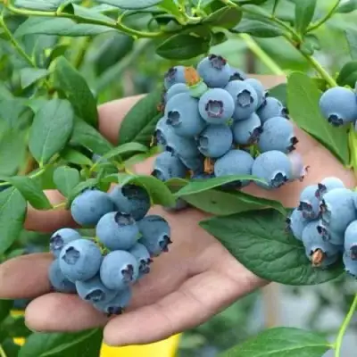 Голубика ТОРО в Лиде