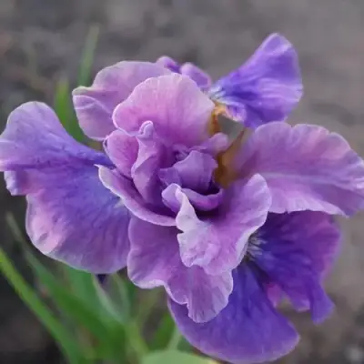 Ирис ХЭВИНГ ФАН сибирский в Лиде
