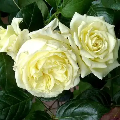 Роза ЭЛЬФ плетистая в Лиде