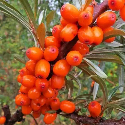 Облепиха ДЖЕМОВАЯ в Лиде