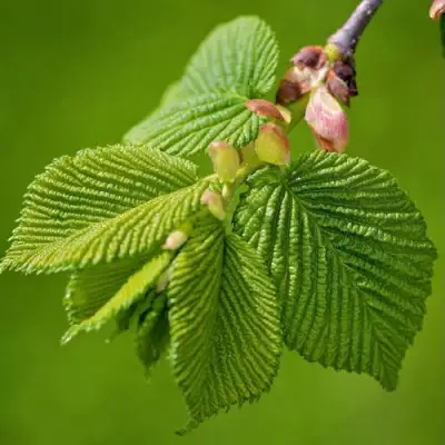 Вяз обыкновенный в Лиде