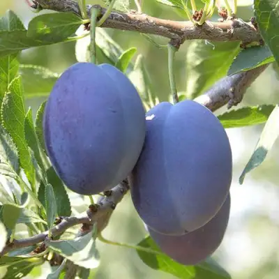 Слива СТЭНЛИ в Лиде