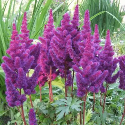 Астильба БЛЭК ЭНД БЛУ китайская в Лиде