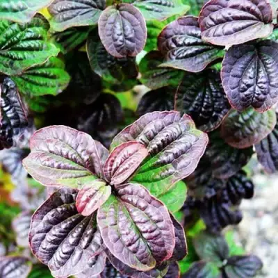 Дерен КОМПРЕССА кроваво-красный в Лиде