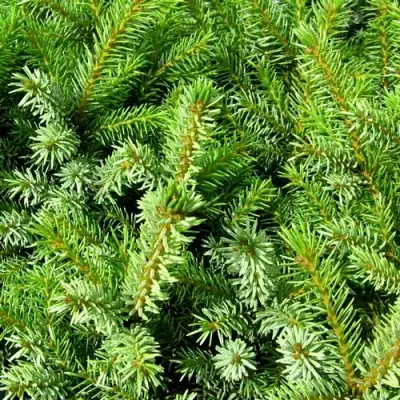 Ель НАНА сербская в Лиде