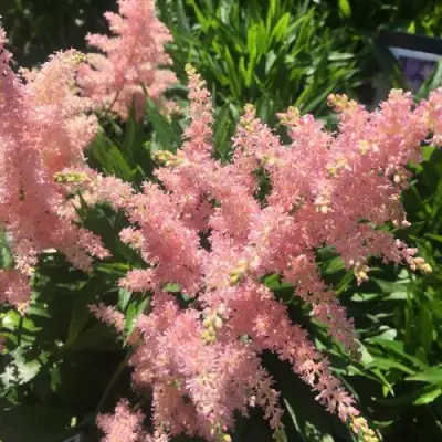 Астильба БРЕССИНГЕМ БЬЮТИ Арендса в Лиде