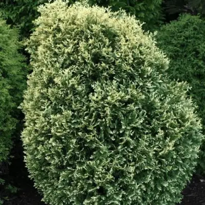 Туя ЛИТОМИШИЛ западная в Лиде