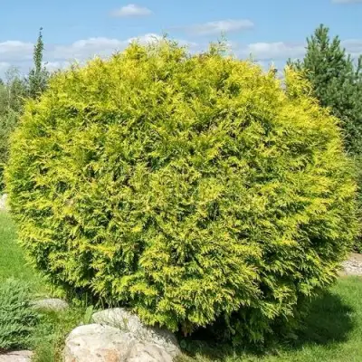 Туя ГОЛДЕН ГЛОБ западная в Лиде