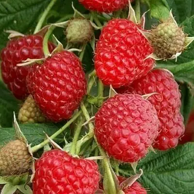 Малина ГЛЕН АМПЛ в Лиде