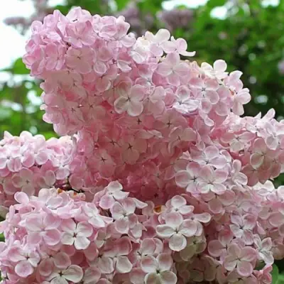 Сирень ВЕЧЕРНИЙ ЗВОН в Лиде