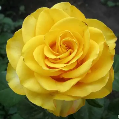 Роза КЕРИО чайно-гибридная в Лиде