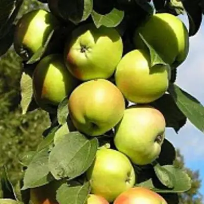 Яблоня ПРЕЗИДЕНТ колонновидная в Лиде