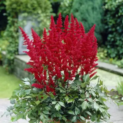 Астильба СПАРТАН Арендса в Лиде