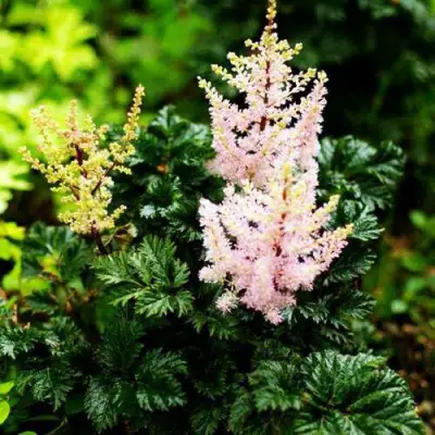 Астильба ЛИЛИПУТ курчавая в Лиде