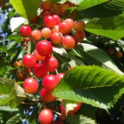 Черешня БРЯНСКАЯ РОЗОВАЯ в Лиде