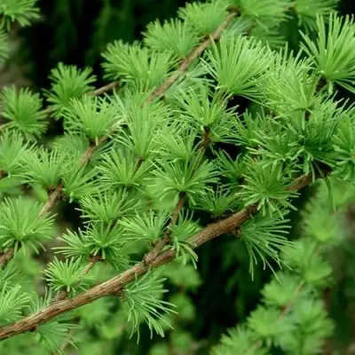 Лиственница европейская в Лиде