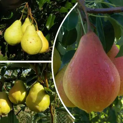 Комплект ТРИ ГРАЦИИ в Лиде