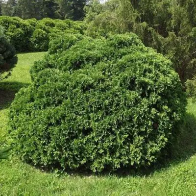 Туя УМБРАКУЛИФЕРА западная в Лиде