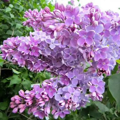 Сирень ОЛЯ в Лиде