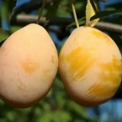 Слива ВАШИНГТОН в Лиде