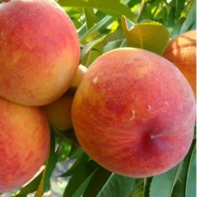 Персик ДИВНЫЙ в Лиде