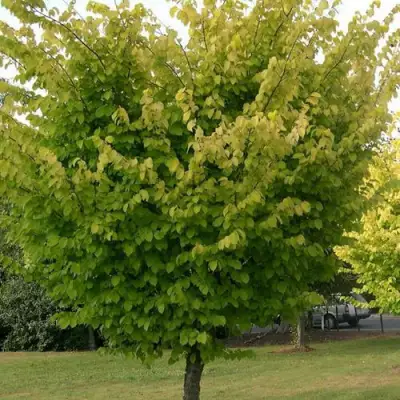 Вяз обыкновенный в Лиде