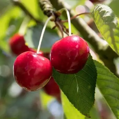 Черешня ТЕРЕМОШКА в Лиде