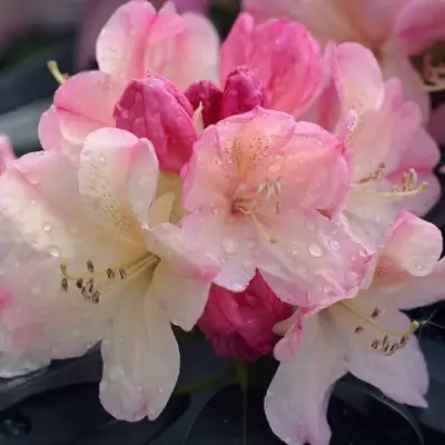 Рододендрон ПЕРСИ ВАЙСМАН в Лиде