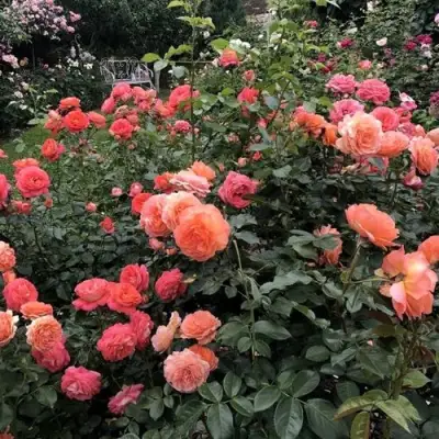 Роза БЕЛЬВЕДЕР шраб в Лиде