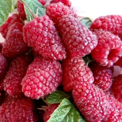 Малина КАСКАД ДЕЛАЙТ в Лиде