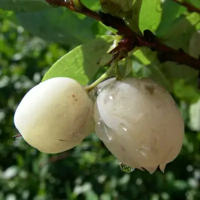 Голубика СНЕГУРОЧКА в Лиде