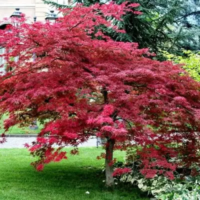 Клен пальмолистный в Лиде