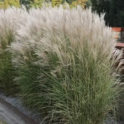 Мискантус КЛЯЙН СИЛЬБЕРСПАЙН китайский  в Лиде