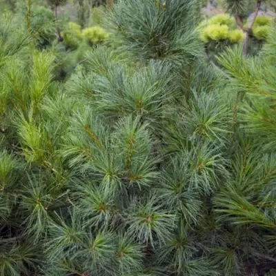 Сосна АРМАНДИ в Лиде