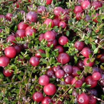 Клюква БЕН ЛИР в Лиде