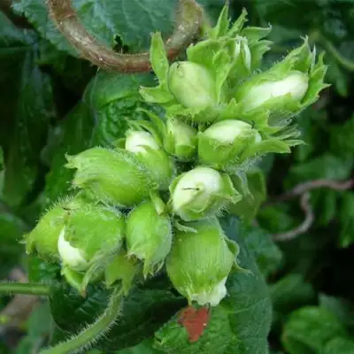 Фундук ВЕББА ЦЕННЫЙ в Лиде