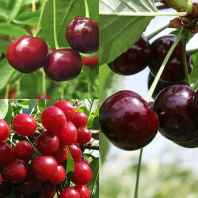 Комплект ВИШНЕВЫЙ САД в Лиде