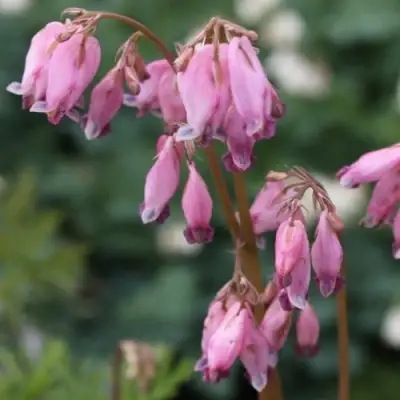 Дицентра изящная в Лиде