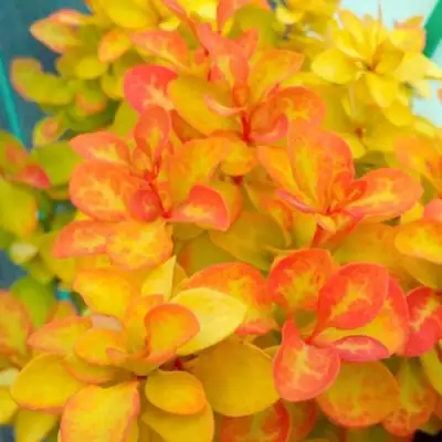 Барбарис САММЕР САНСЕТ тунберга в Лиде