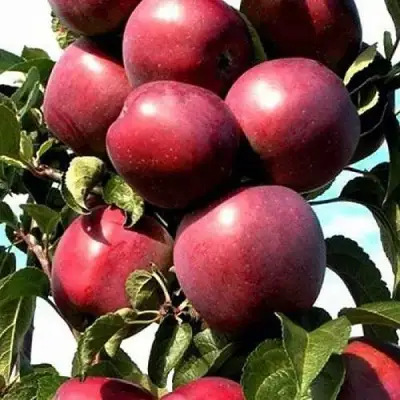 Яблоня СОЗВЕЗДИЕ колонновидная в Лиде