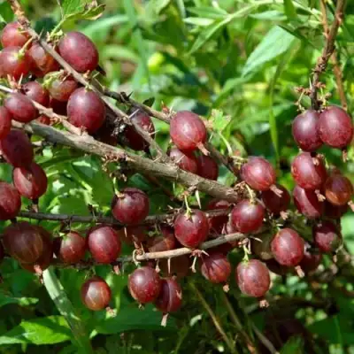 Крыжовник ОЛАВИ (ХИННОНМАЕН ПУНАЙНЕН) в Лиде